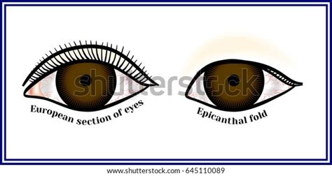 Epicanthal Fold Fold Inner Corner Eye Stock Vector Royalty Free