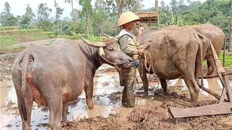 Mengantar Kerbau Pembajak Sawah Bringing The Buffalo To Plow The Rice