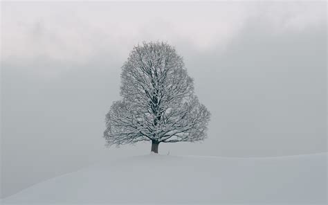 Download Wallpaper 3840x2400 Tree Snow Winter Nature White 4k Ultra