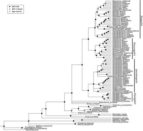 Full Article Taxonomic Review Of The Genus Dasycercus Dasyuromorphia