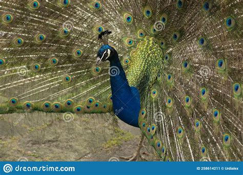Peacock With Its Tail Opened With Colourful Feathers Stock Image