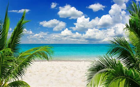 Online Crop Green Palm Trees Beach Sand Palm Trees Tropical Hd