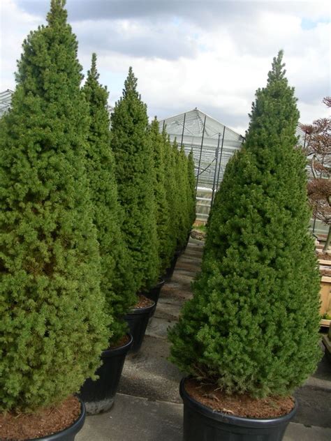 Dwarf Evergreen Trees For Front Of House Thuem Garden Plant