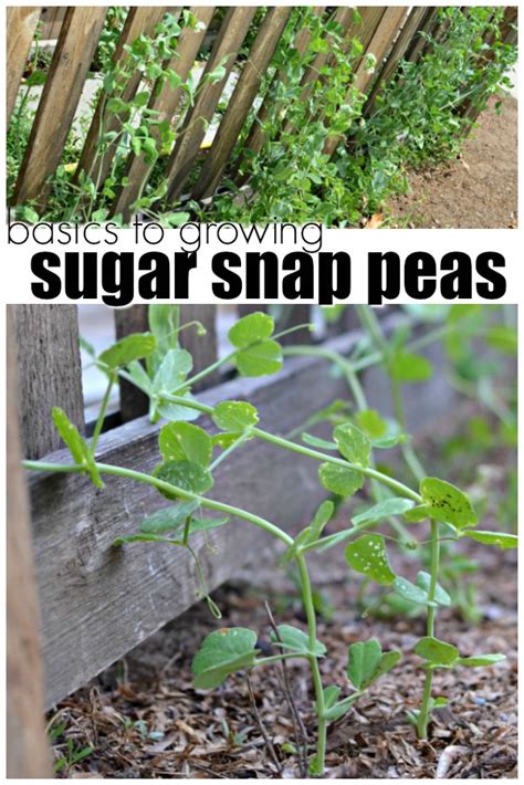 Basics To Growing Sugar Snap Peas A Crafty Spoonful