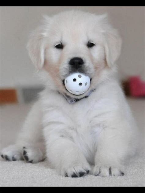 English cream golden retrievers are supposedly healthier than darker retrievers, and breeders say they live longer. 22 best images about English Cream Golden Retriever on ...