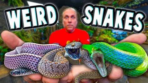 These Snakes Don T Seem Real Youtube
