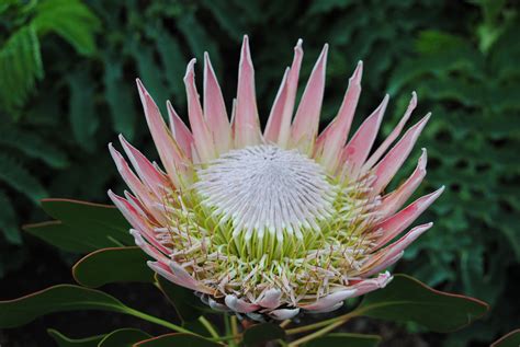 See more ideas about south african flowers, african flowers, plants. A South African Roadtrip to Kirstenbosch Botanical Garden ...