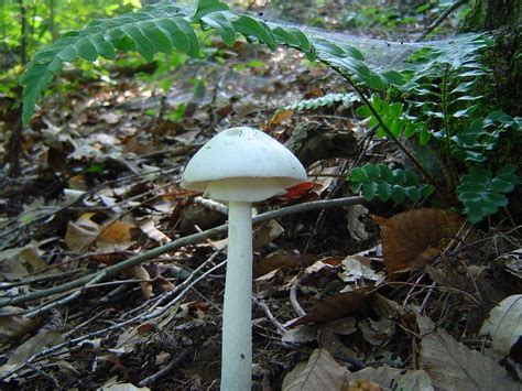 Amanita Bisporigera At Indiana Mushrooms