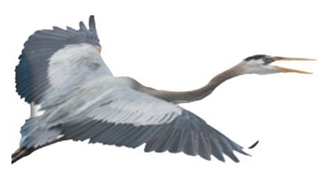 Flying Heron Png Clipart Png All Png All