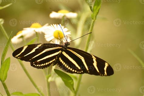 Gorgeous Zebra Butterfly In The Beautiful Sunlight 9547737 Stock Photo
