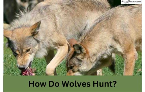 How Do Wolves Hunt Tactics And Predation Wildlifegrow