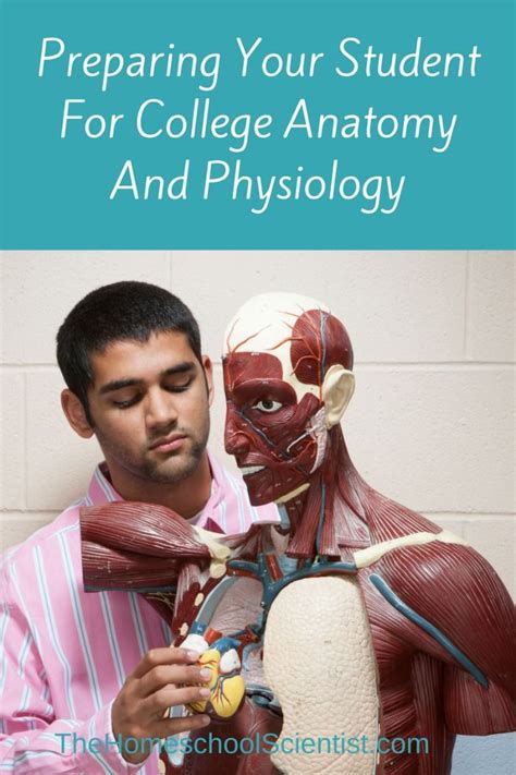 Are you looking for an anatomy and physiology study guide? 298 best anatomy images on Pinterest | Human body ...