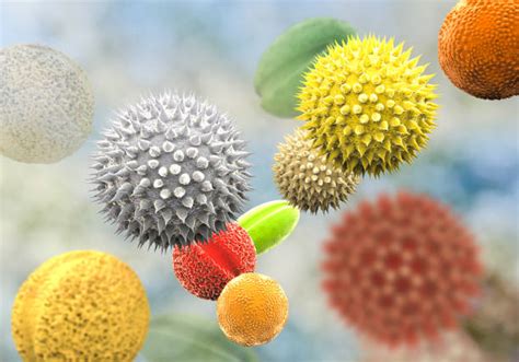 6200 Pollen Grain Stock Photos Pictures And Royalty Free Images Istock