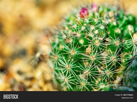 Macro Shot Green Cacti Image And Photo Free Trial Bigstock