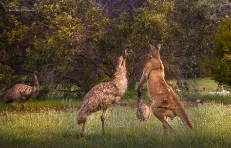 Alpha Males Kangaroo And Emu Fighting