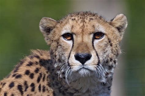 Différences Entre Le Guépard Le Léopard Et Le Jaguar Instinct Animal