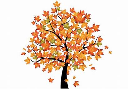 Tree Maple Autumn Fall Clip Clipart Trees