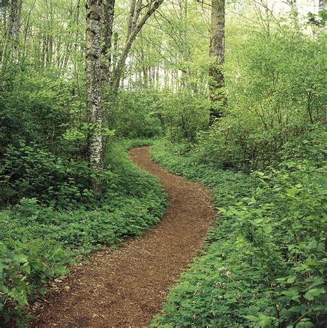 Path Through Woods By Bert Klassen