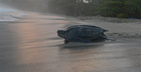 Worlds Largest Sea Turtle Could Come Off ‘endangered List Wabe