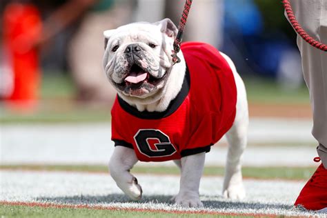Tuesday Morning ‘dawg Bites Is Still Stacking Dawg Sports