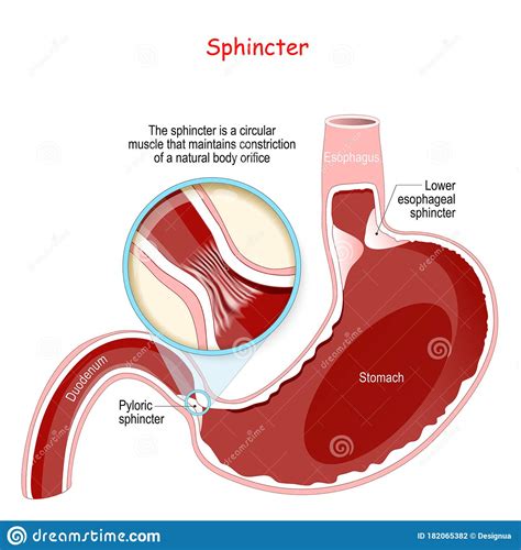 Stomach With Sphincter Royalty Free Stock Photography Cartoondealer