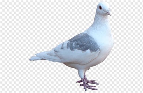 Columbidae Domestic Pigeon Release Dove Bird Pagani Animals Fauna