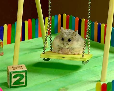Watching A Tiny Hamster Playing In A Tiny Playground Will Bring You