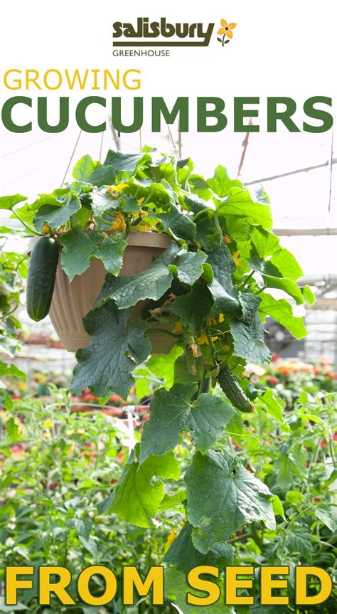 Let me clear something, always choose the seeds from a reliable source because if the seed has not been germinated or the. Growing #Cucumbers from Seed: Seed to Seedling - From ...