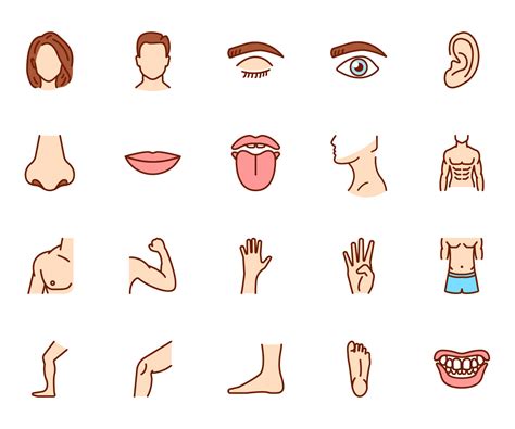 Also, find more png about free free png images of human body. Human Body Parts Line And Colour Icons - GraphicsFuel