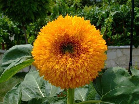 While there is less rainfall and therefore water, sunflowers have some experts like to get a head start and are known to plant their sunflower seeds in the winter, planting the seeds inside in pots. Looks Like Sunflower, But Not One! | Flowers Forums