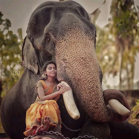 Pin By Unni On ആന പ്രേമി © Pʜᴏᴛᴏɢʀᴀᴘʜʏ Elephant Photography Elephant