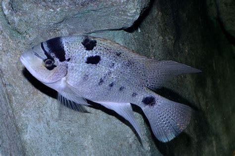 Silver Cichlid Vieja Argentea Cichlids Tropical Fish Fish Pet