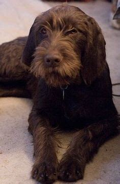 Pudelpointer dogs & puppies for sale. Pudelpointer / German hunting poodle #Pointer #Puppy # ...