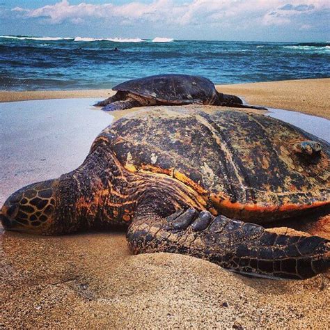 Turtle Beach Oahu Hawaiian Sea Turtle Turtle Bay Lahaina Hawaii