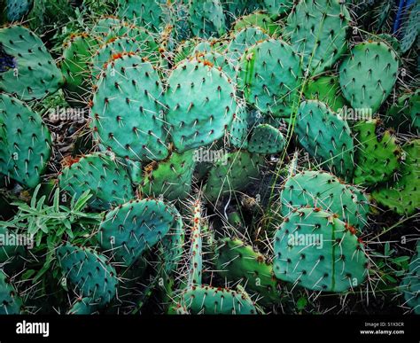Prickly Pear Cactus Arizona Hi Res Stock Photography And Images Alamy