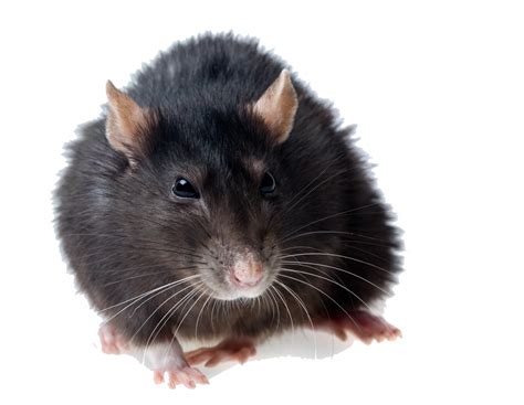 Collection Of Hq Rat Png Pluspng