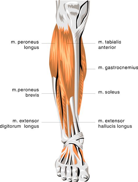 The muscles of the lower back, including the erector spinae and quadratus lumborum muscles, contract to extend and laterally bend the vertebral column. anatomy lower leg muscles