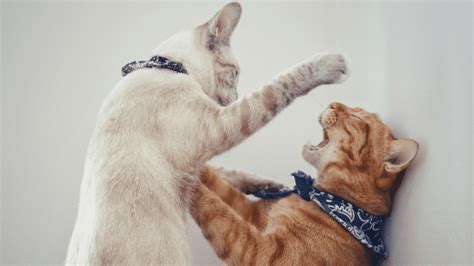 Are Your Cats Playing Or Fighting Heres How To Tell The Difference Iflscience