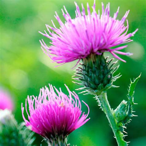 Milk Thistle Health Benefits And Side Effects Of Milk Thistle