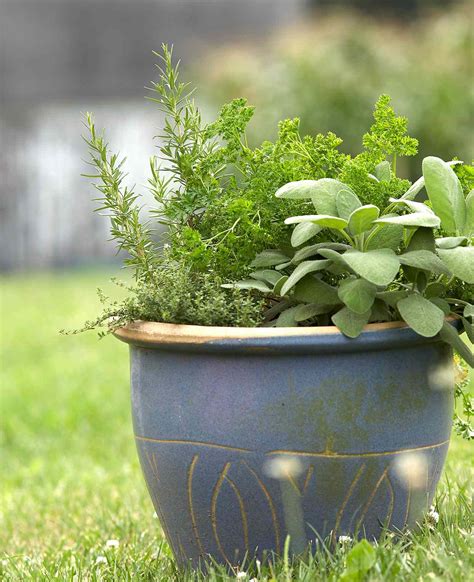 Best Herbs For Container Gardens Better Homes And Gardens