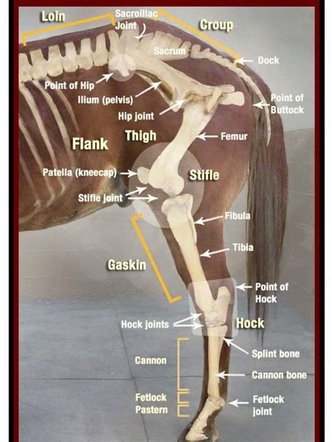 Equine Anatomy Explore The Skeleton And Parts Of A Horse