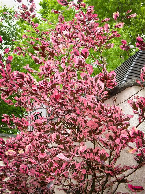Tri Color Beech Trees For Sale Online The Tree Center™