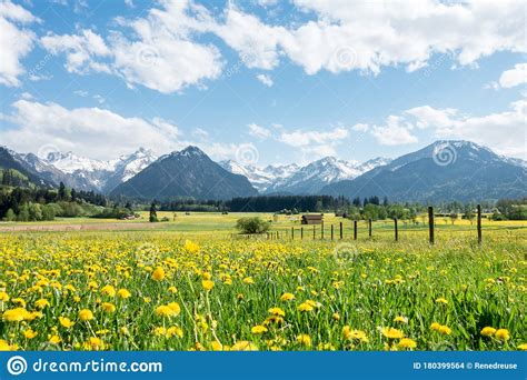 Yellow Flower Meadow With Snow Covered Mountains And Traditional Wooden