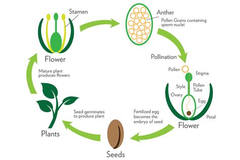 Sexual Reproduction In Flowering Plants Class Cbse Class Notes