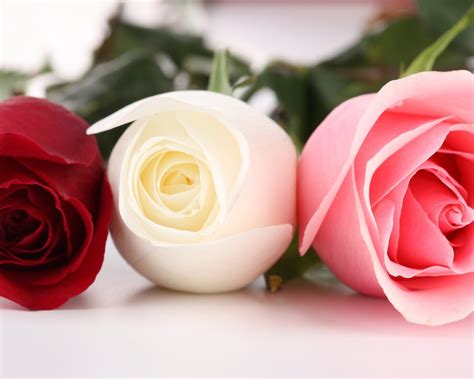 Which flowers grow in different colours. Wallpaper Three different colors of roses 1920x1200 HD ...