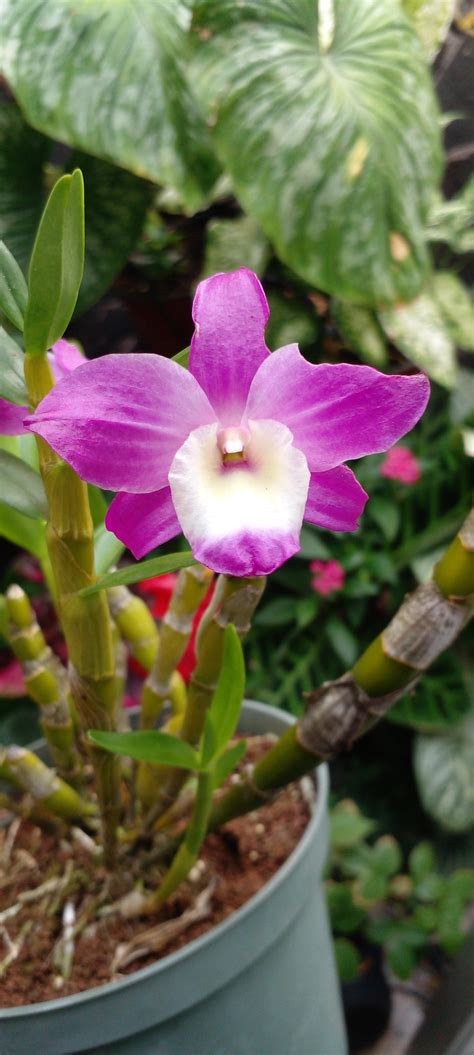 Dendrobium Golden Blossom