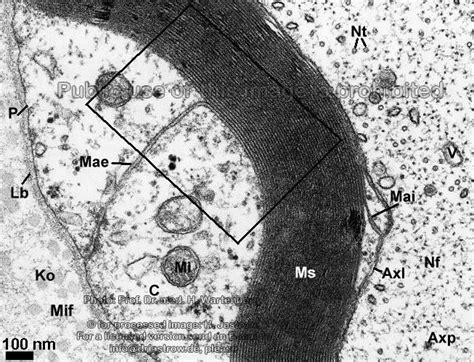 Inner And Outer Mesaxon Myelinated Nerve Dr Jastrows Electron