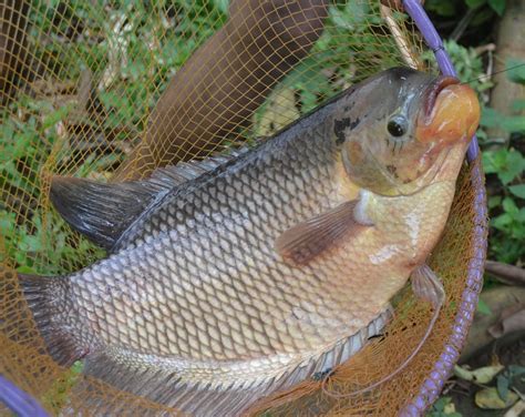 Pemilihan benih yang baik untuk ternak ikan lele sangat menentukan kesuksesan anda dalam ternak ikan lele. Peluang Usaha Ternak Ikan Gurami Dan Analisa Usahanya ...