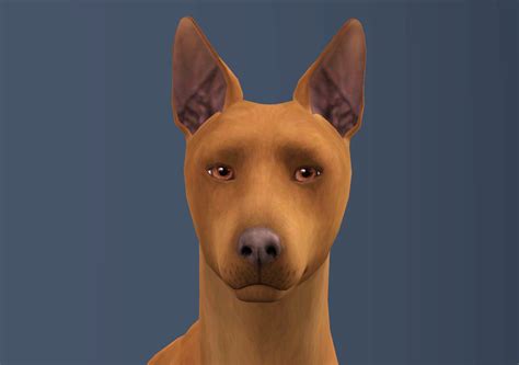 Mod The Sims Millie The Pharaoh Hound