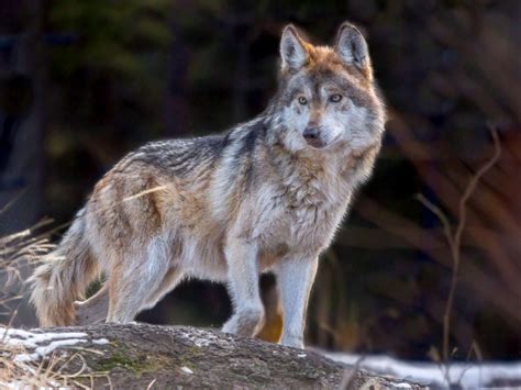 States Versus Feds Mexican Gray Wolf At Center Of Endangered Species